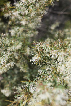 Western Australia flora