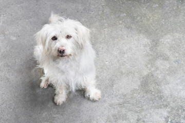 white dog on cement floor look at camera with pity face for background space insert text and copy