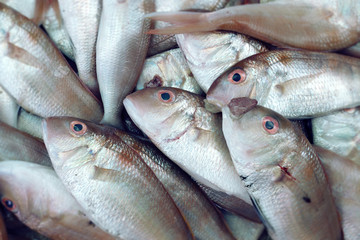 fresh fish for background