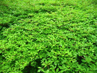 Obraz premium 雨の日のドウダンツツジの若葉