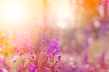Fireweed flowers in the meadow.