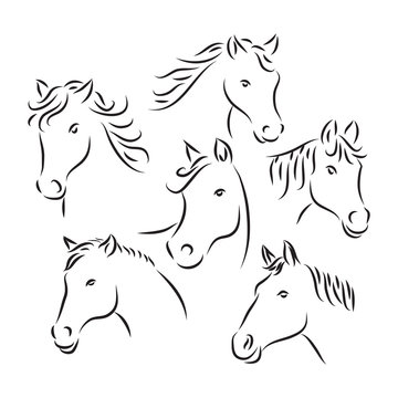 horse head sketch, animal line art style, vector template ready for use