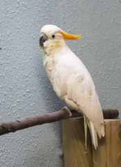 White parrot cockatoo. The white cockatoo is an exotic bird that comes from Australia and New...