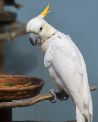 White parrot cockatoo. The white cockatoo is an exotic bird that comes from Australia and New Guinea.