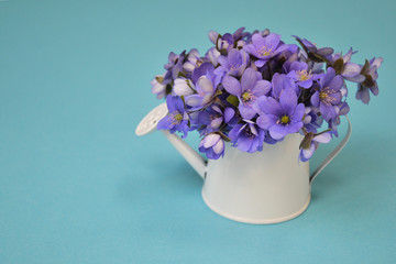 Blue spring flowers liverworts in white watering can on blue background