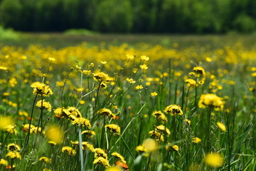 Field of Wildflowers in Maine