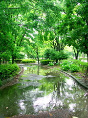 梅雨の雨の公園風景