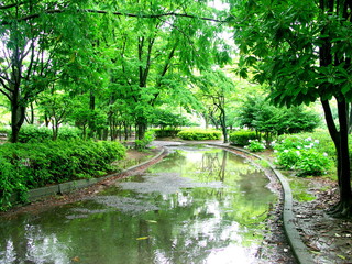 梅雨の雨の公園風景