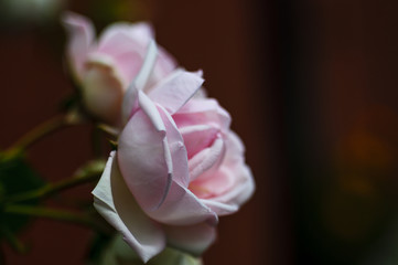 	Pink rose flower on blurred background