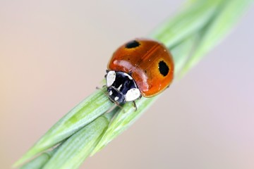 Two-spot ladybird or two-spotted ladybug, Adalia bipunctata