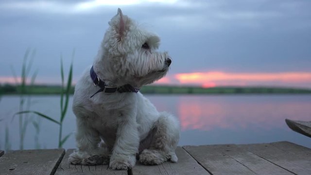 Portrait slow motion of small white purebred westie terrier dog sitting on wooden bridge at lake in summer during beautiful sunset in countryside