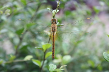 Dragonfly in nature garden