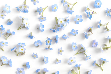 Flowers forget-me-not close-up, top view, flat lay. natural floral background, macro photo.