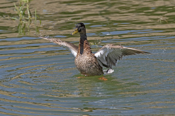 Duck splashing at California park lake