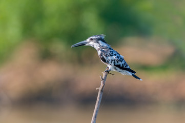 The pied kingfisher (Ceryle rudis) sitting on a branch witj green background. African kingfisher with green background.