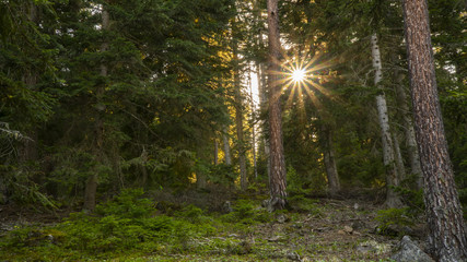 sunlight coming through the forest trees