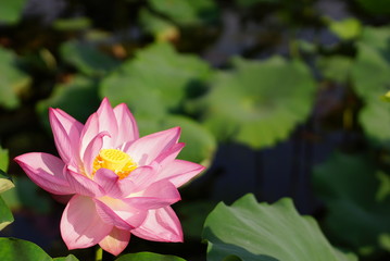 Obraz premium 満開の蓮の花