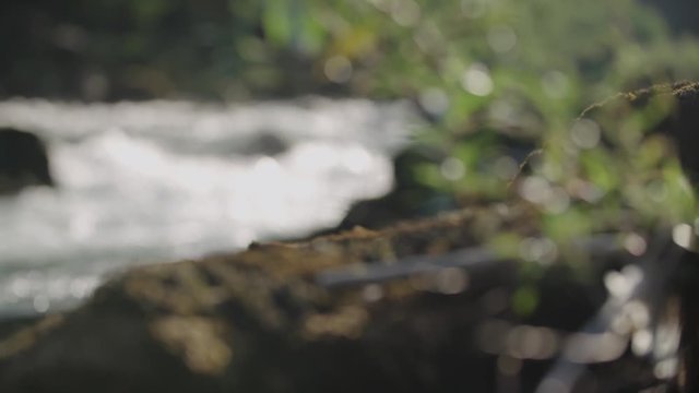 Rapid water with plants frowing on rock.