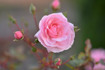 rose