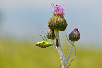 Grünes Heupferd (Tettigonia viridissima), auch Großes Heupferd, Großes Grünes Heupferd bei der Häutung