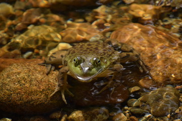 Maine Bullfrog in River