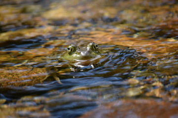 Maine Bullfrog in River