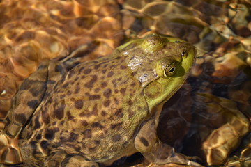 Maine Bullfrog in River