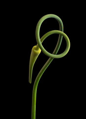 Plakaty  Fine art still life macro of a green colored curved garlic plant on black background