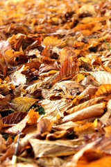 Herbstlaub an einem verregneten Tag