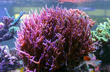 Naklejka premium Pink Birdsnest Coral (Seriatopora hystrix) 