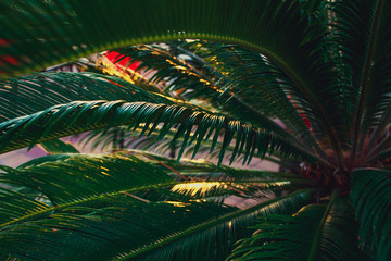 The green phoenix palm leaves at sunset warm light. Minimalistic travel background.