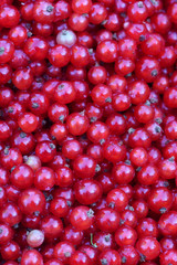 Background of red currant berries.