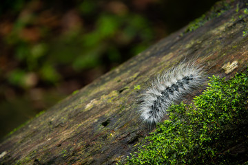 Caterpillars worm in the wild