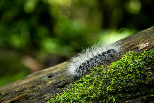 Caterpillars worm in the wild