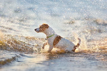 Jack russell terrier play in water at sunset