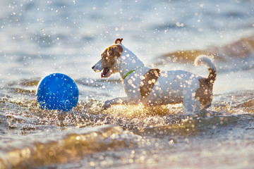 Jack russell terrier play in water at sunset
