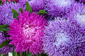 Frilly purple asters in the summer garden. A bouquet of blooming Callistephus chinensis. Lush fresh magenta flowers asters growing in the flower bed.