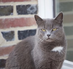 graie katze