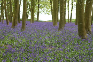 Dark purple flowers 