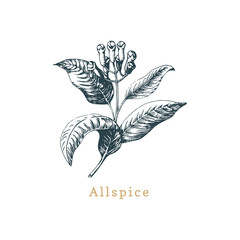 Vector allspice sketch. Drawn spice herb. Botanical illustration of organic, eco plant. Used for farm sticker,shop label - obrazy, fototapety, plakaty