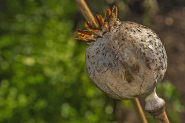 Poppy seeds box