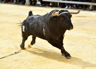 toro español