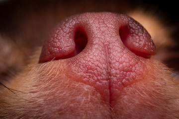 Macro of nose dog.