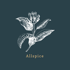 Vector allspice sketch. Drawn spice herb. Botanical illustration of organic, eco plant. Used for farm sticker,shop label