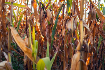 close up of corn form a corn field