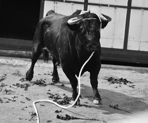 toro en españa