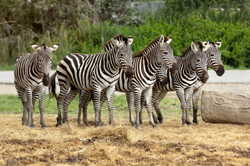 Fototapeta na wymiar Group of zebra.