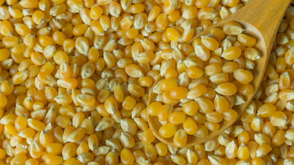 corn seeds close up background image.