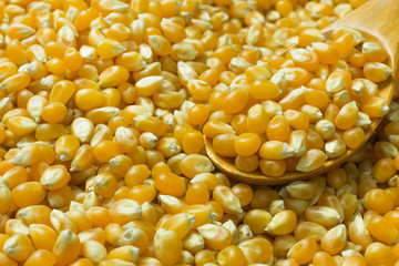corn seeds close up background image.
