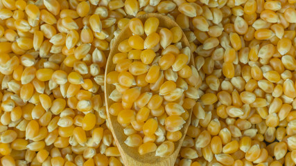 corn seeds close up background image.
